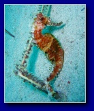 [Click to enlarge]